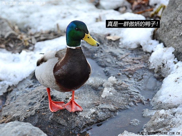 汽车之家