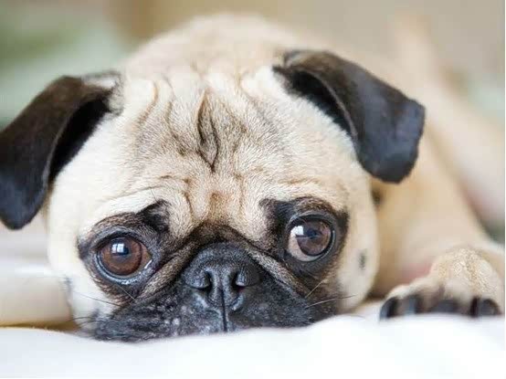 【说客】开车撞狗逃逸扣12分!汪星人有话要说